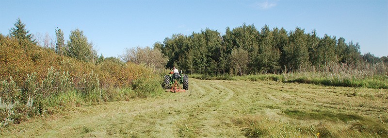 Photo: An example of conservation practice is preserving and maintaining the natural vegetation to provide most of the landscape form and identity. Here the mowing of a meadow is deferred to late summer after ground-nesting birds have raised their young, and areas of native flowers are left to set their seed.