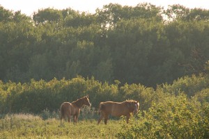 Quarter horses grazing on the property a few years back.